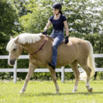 Reitsport Falkensee Shop Mein Andalusier USG Halsring
