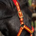 Zaldi Halfter SPANIEN Deluxe Reitsport Falkensee